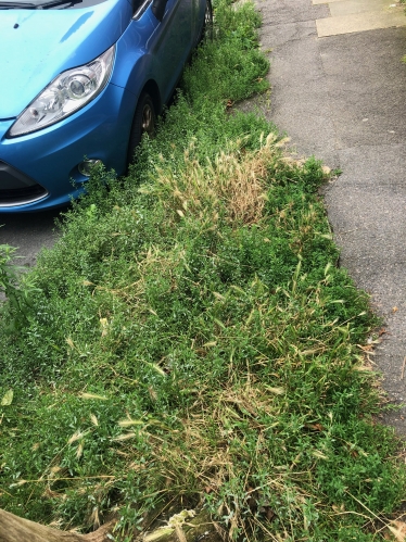 weeds in Brighton & Hove 